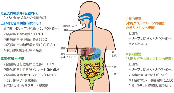 気管支内視鏡(呼吸器内科)、上部消化管内視鏡(胃カメラ)、膵臓・胆道内視鏡、小腸内視鏡、大腸内視鏡